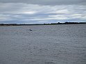2018.07.07 Loch Ness und die Delphine (1698)